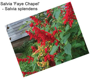 Salvia \'Faye Chapel\' - Salvia splendens