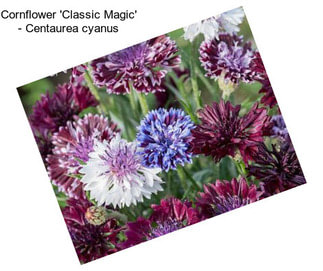 Cornflower \'Classic Magic\' - Centaurea cyanus
