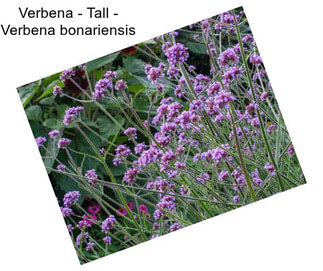 Verbena - Tall - Verbena bonariensis