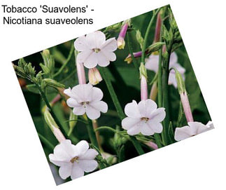 Tobacco \'Suavolens\' - Nicotiana suaveolens