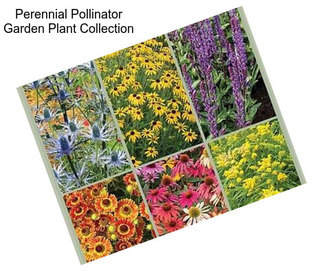 Perennial Pollinator Garden Plant Collection