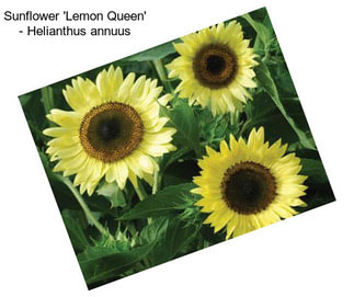 Sunflower \'Lemon Queen\' - Helianthus annuus