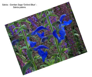 Salvia - Gentian Sage \'Oxford Blue\' - Salvia patens