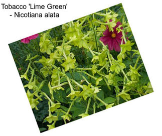 Tobacco \'Lime Green\' - Nicotiana alata