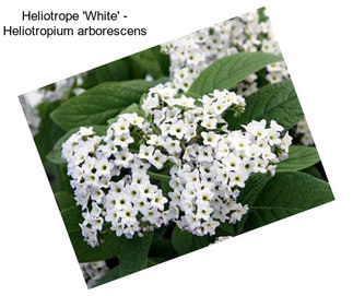 Heliotrope \'White\' - Heliotropium arborescens