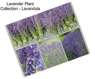 Lavender Plant Collection - Lavandula