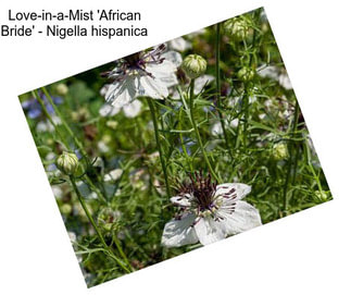 Love-in-a-Mist \'African Bride\' - Nigella hispanica