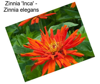 Zinnia \'Inca\' - Zinnia elegans