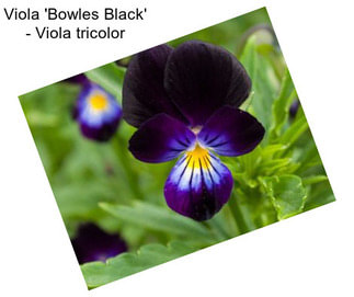 Viola \'Bowles Black\' - Viola tricolor