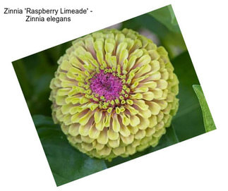 Zinnia \'Raspberry Limeade\' - Zinnia elegans