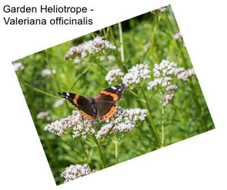 Garden Heliotrope - Valeriana officinalis