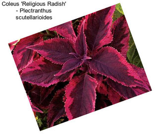 Coleus \'Religious Radish\' - Plectranthus scutellarioides