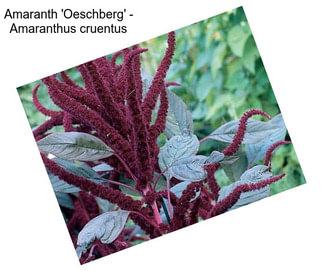 Amaranth \'Oeschberg\' - Amaranthus cruentus