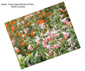 Salvia - Texas Sage \'Brenthurst Pink\' - Salvia coccinea