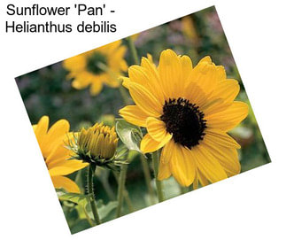 Sunflower \'Pan\' - Helianthus debilis
