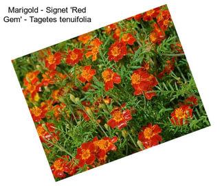Marigold - Signet \'Red Gem\' - Tagetes tenuifolia