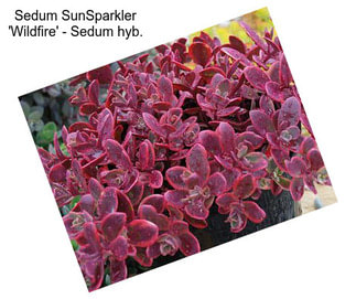 Sedum SunSparkler \'Wildfire\' - Sedum hyb.