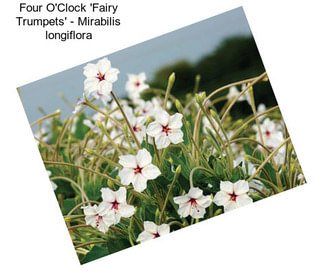 Four O\'Clock \'Fairy Trumpets\' - Mirabilis longiflora