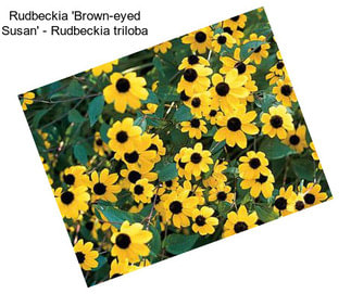 Rudbeckia \'Brown-eyed Susan\' - Rudbeckia triloba