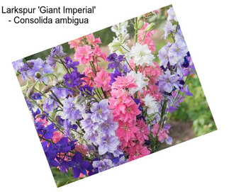 Larkspur \'Giant Imperial\' - Consolida ambigua