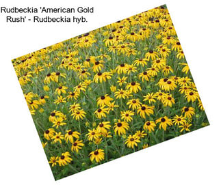Rudbeckia \'American Gold Rush\' - Rudbeckia hyb.