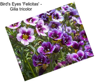 Bird\'s Eyes \'Felicitas\' - Gilia tricolor