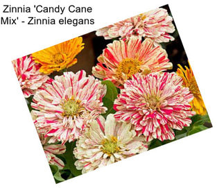 Zinnia \'Candy Cane Mix\' - Zinnia elegans