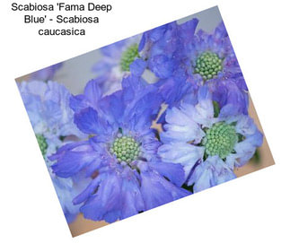 Scabiosa \'Fama Deep Blue\' - Scabiosa caucasica