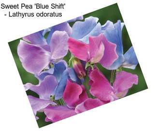 Sweet Pea \'Blue Shift\' - Lathyrus odoratus