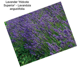 Lavender \'Hidcote Superior\' - Lavandula angustifolia