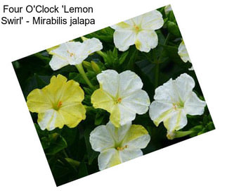 Four O\'Clock \'Lemon Swirl\' - Mirabilis jalapa