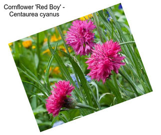 Cornflower \'Red Boy\' - Centaurea cyanus