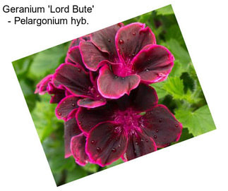 Geranium \'Lord Bute\' - Pelargonium hyb.