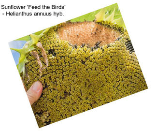 Sunflower \'Feed the Birds\' - Helianthus annuus hyb.
