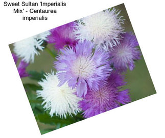 Sweet Sultan \'Imperialis Mix\' - Centaurea imperialis
