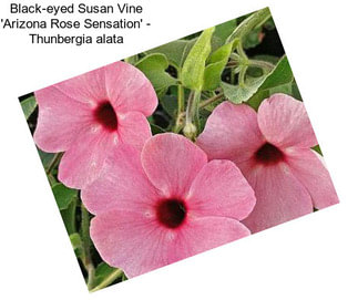 Black-eyed Susan Vine \'Arizona Rose Sensation\' - Thunbergia alata