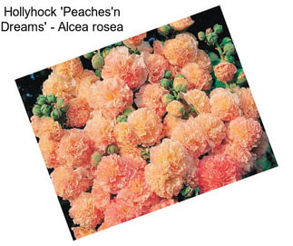 Hollyhock \'Peaches\'n Dreams\' - Alcea rosea