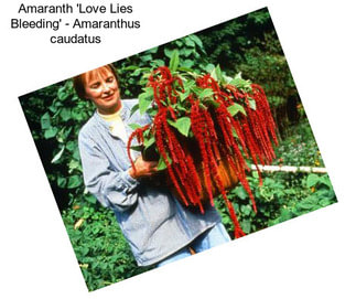 Amaranth \'Love Lies Bleeding\' - Amaranthus caudatus