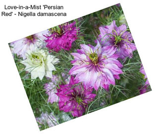 Love-in-a-Mist \'Persian Red\' - Nigella damascena