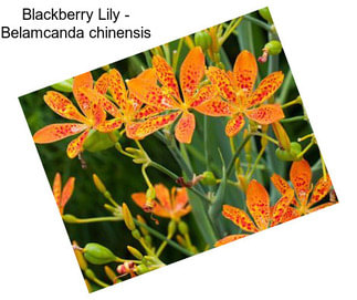 Blackberry Lily - Belamcanda chinensis