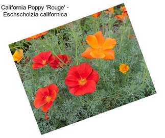 California Poppy \'Rouge\' - Eschscholzia californica