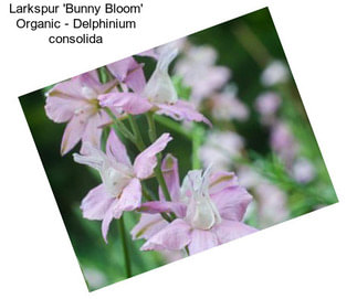 Larkspur \'Bunny Bloom\' Organic - Delphinium consolida