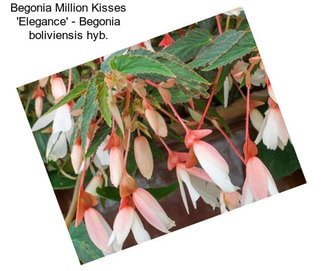 Begonia Million Kisses \'Elegance\' - Begonia boliviensis hyb.