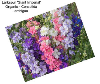 Larkspur \'Giant Imperial\' Organic - Consolida ambigua