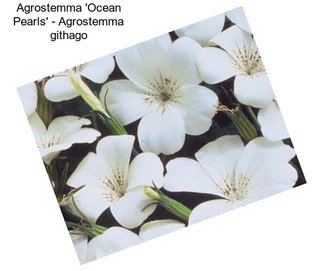 Agrostemma \'Ocean Pearls\' - Agrostemma githago