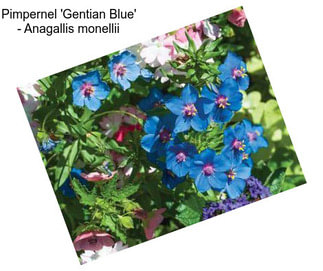 Pimpernel \'Gentian Blue\' - Anagallis monellii