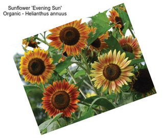 Sunflower \'Evening Sun\' Organic - Helianthus annuus
