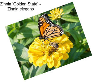 Zinnia \'Golden State\' - Zinnia elegans