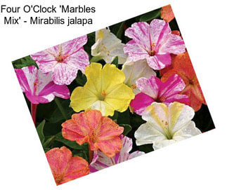 Four O\'Clock \'Marbles Mix\' - Mirabilis jalapa