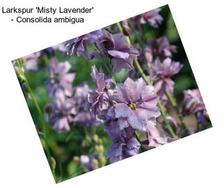 Larkspur \'Misty Lavender\' - Consolida ambigua